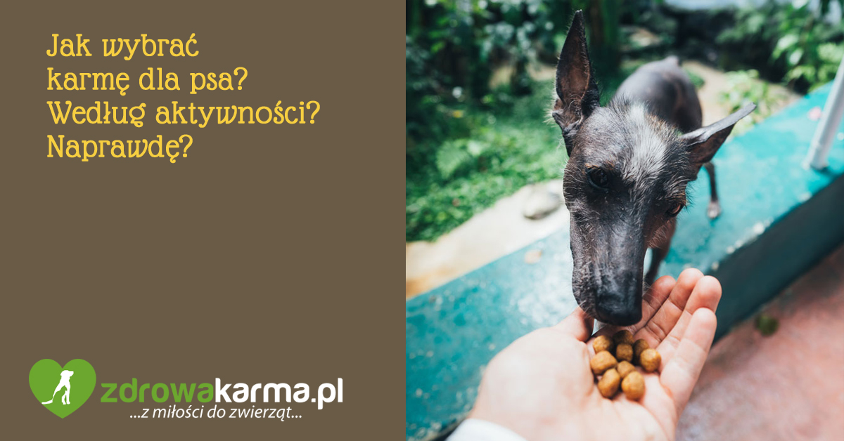Jak wybrać karmę dla psa? Według aktywności? Naprawdę? 1 jak wybrać karmę dla psa