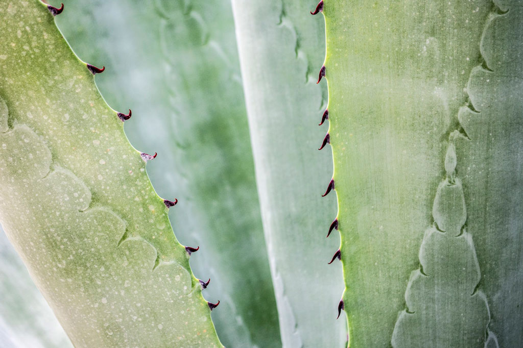 aloes