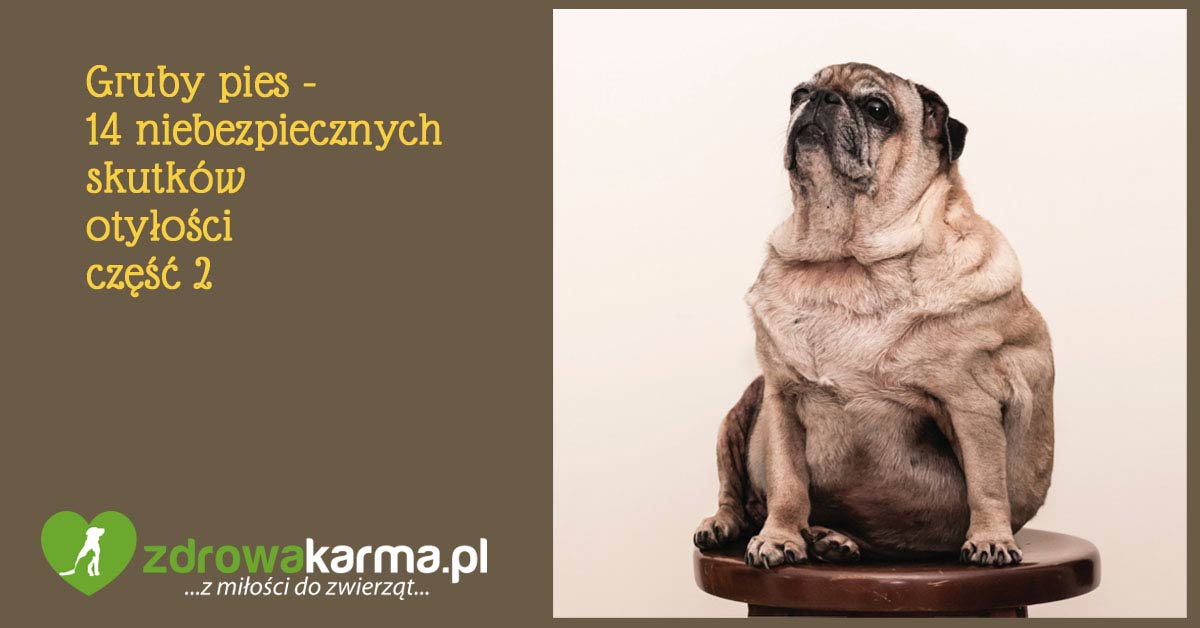 Gruby pies - cz.2 artykułu na temat otyłości psów