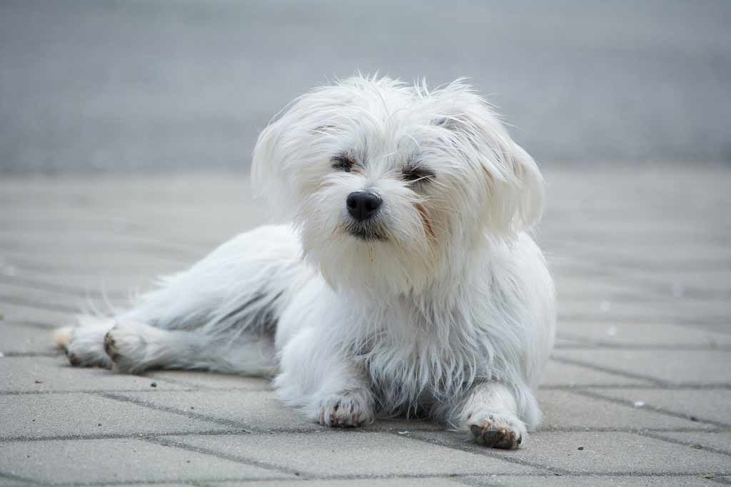 pies do mieszkania - maltańczyk