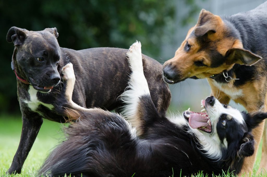 border collie 672696 1920