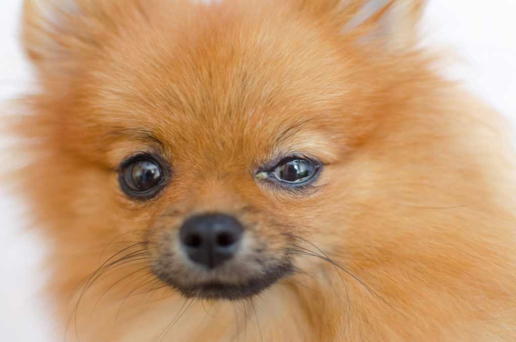 choroby oczu u psa - łzawienie