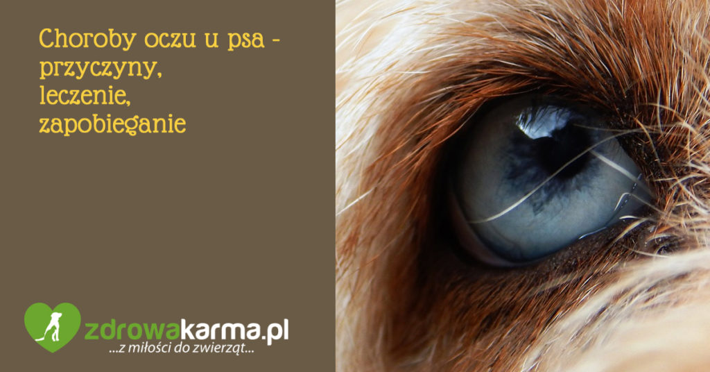 choroby oczu u psa - przyczyny, leczenie, zapobieganie