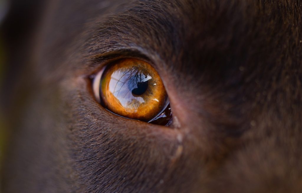 choroby oczu u psa - badanie