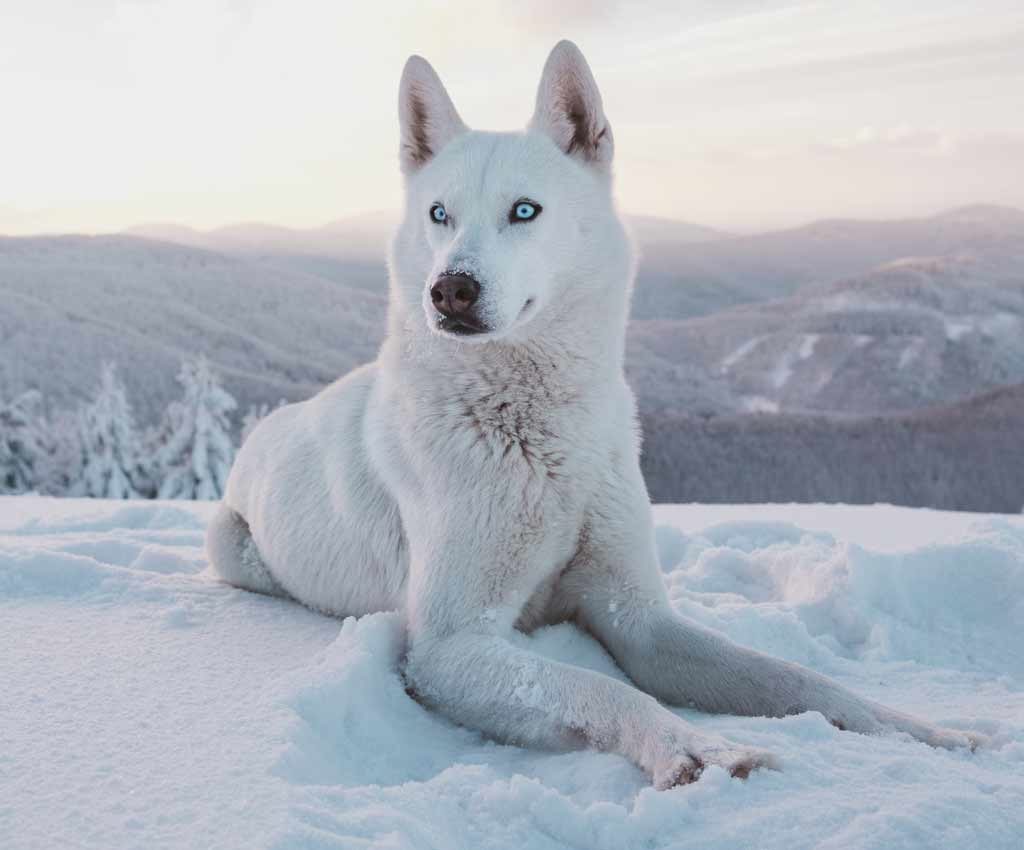 husky