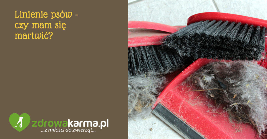 Linienie psa – czy mam się martwić? 1 linienie psów