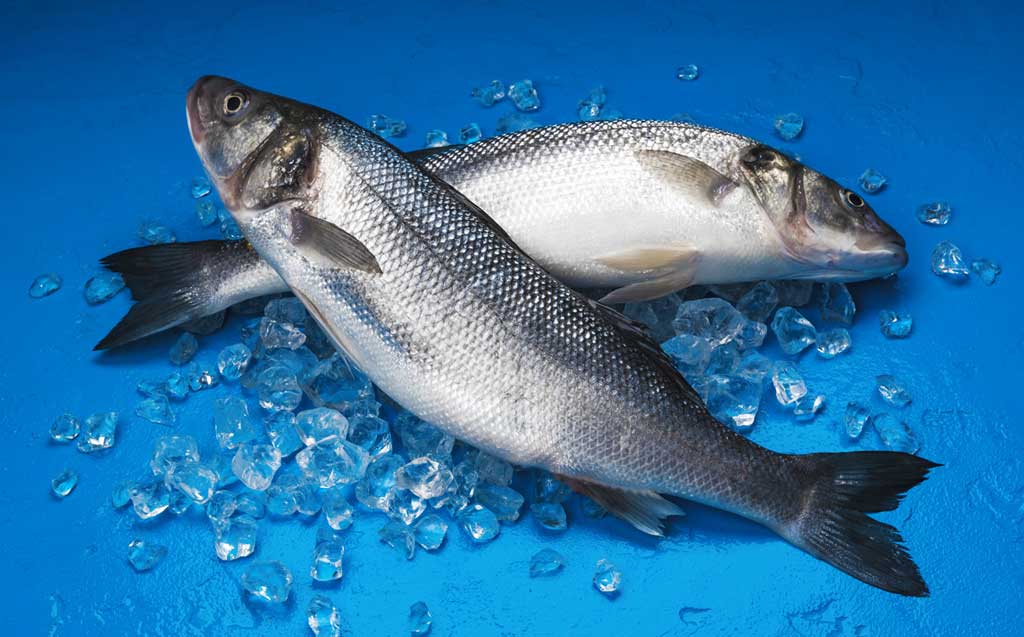 Zdrowa ryba dla psa powinna pochodzić z wolnych łowisk, nie z hodowli.