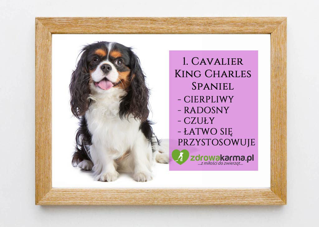 pies dla starszej osoby cavalier king