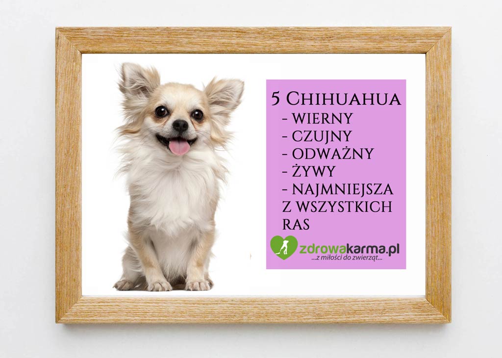 pies dla starszej osoby chihuahua