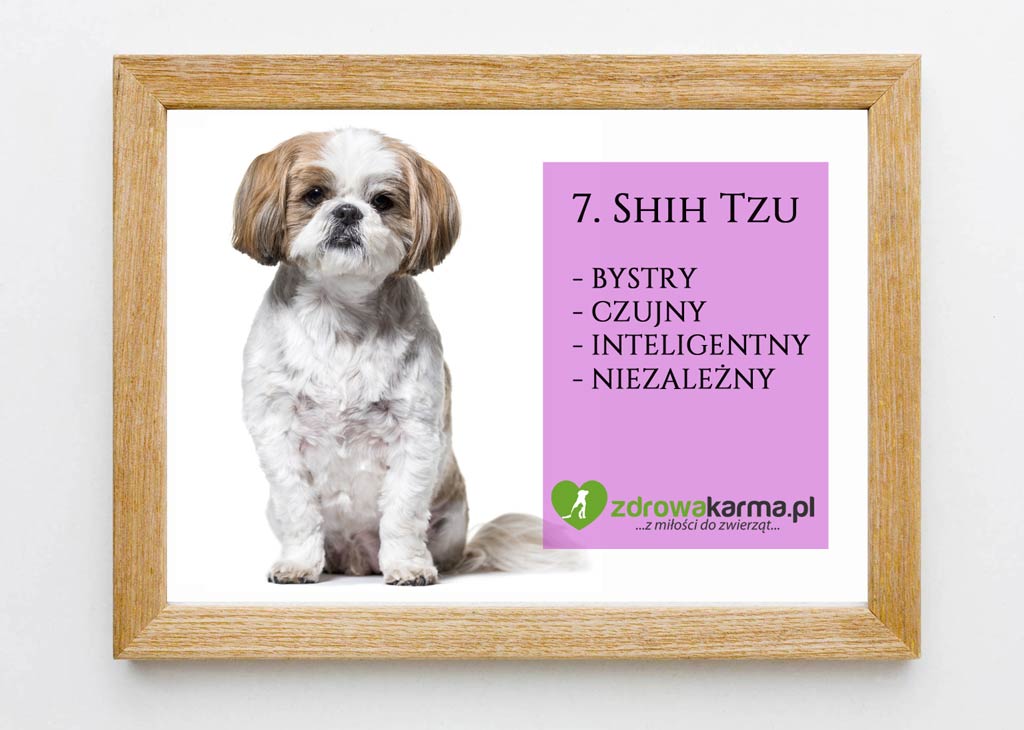 pies dla starszej osoby shih tzu