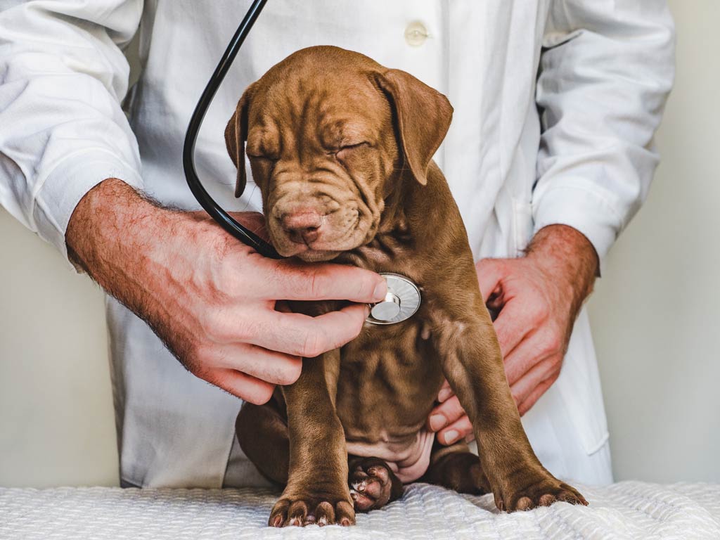 antybiotyk dla psa to sposob walki z choroba