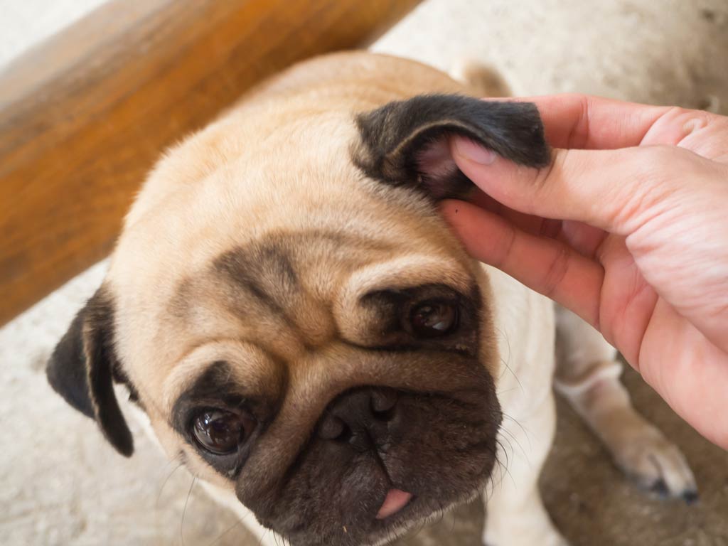 czyszczenie uszu psa masowanie ucha