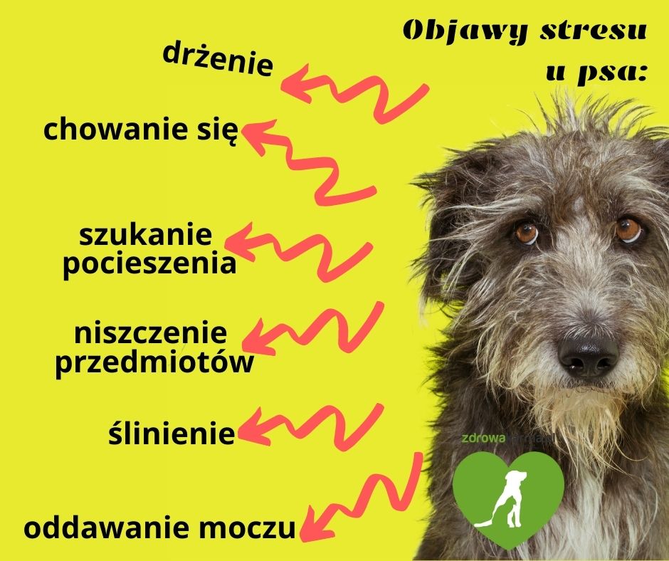 dlaczego psy się boją wystrzałów - objawy stresu