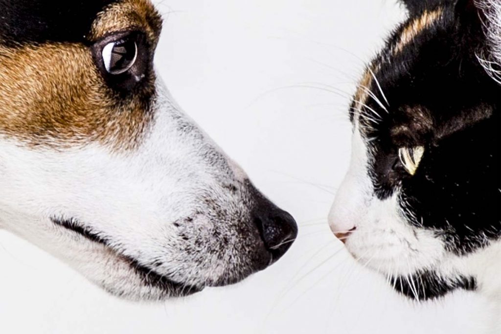 jeśli chcesz oswoić psa z kotem, pozwól im poznać swoje zapachy