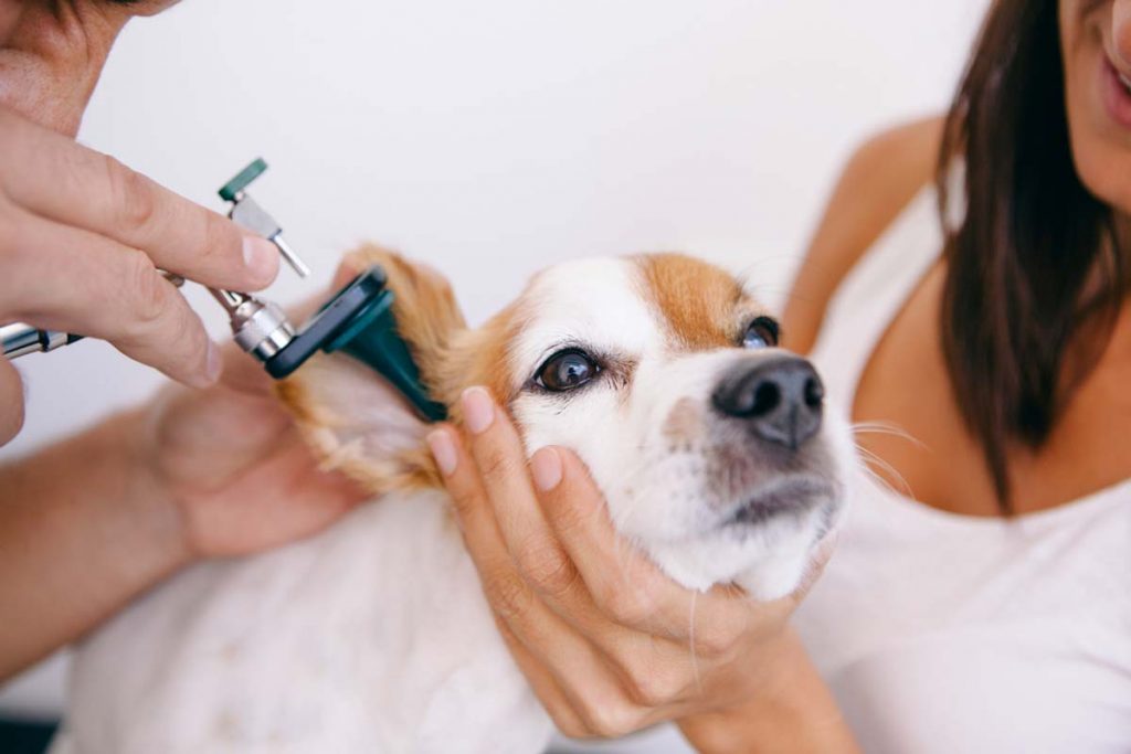 grzybica uszu u psa - badanie weterynaryjne