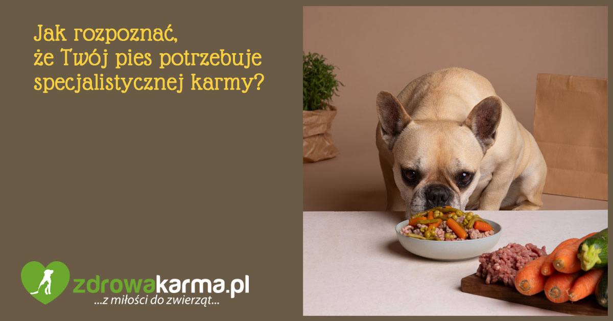 Jak poznać że pies potrzebuje innej karmy?