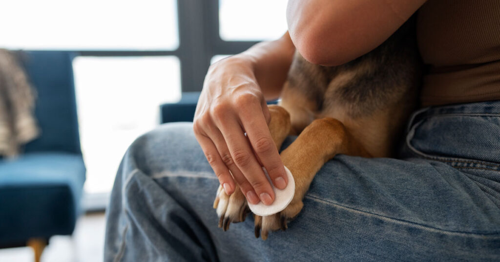 Alergie pokarmowe u psa - pielęgnacja skóry