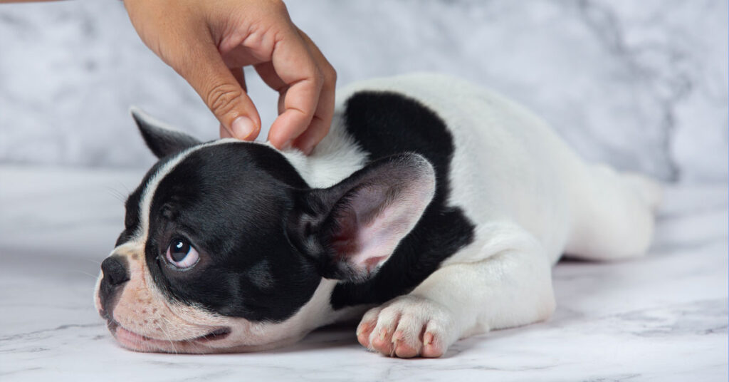 opieka nad psem z alergią pokarmową