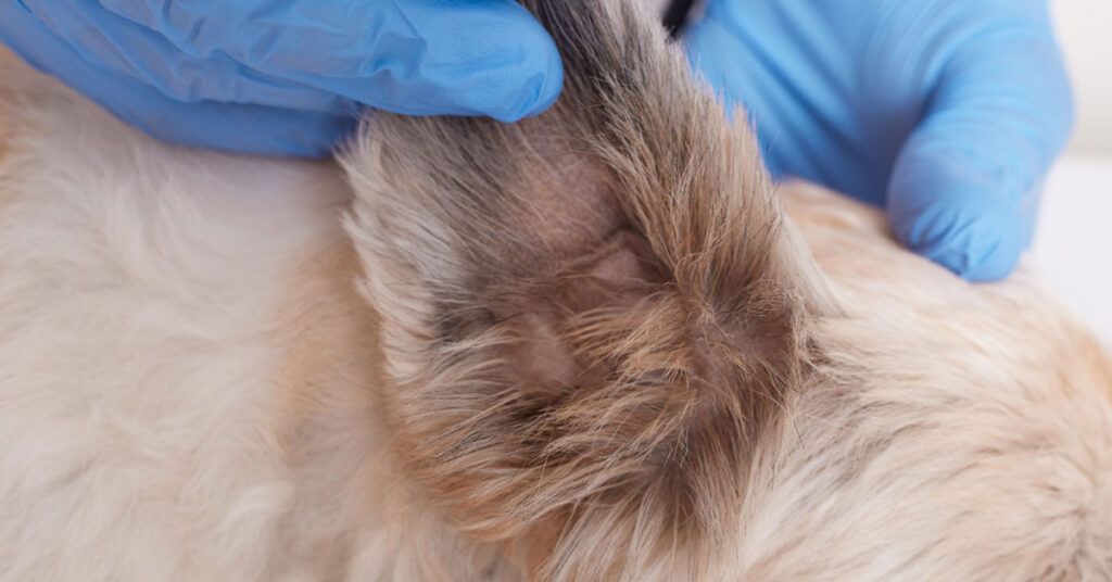 Alergie pokarmowe u psa - problemy z uszami